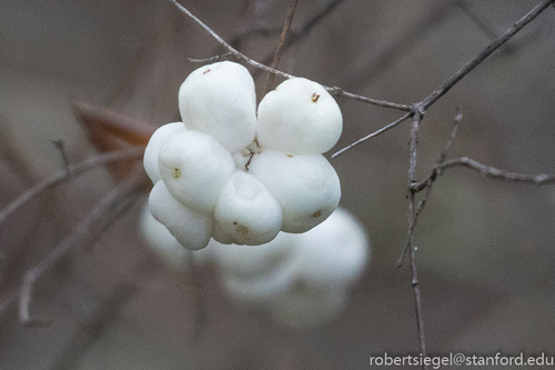 iNaturalist observation photo of Common Snowberry