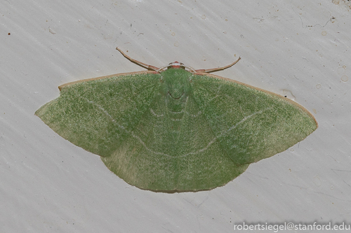 iNaturalist observation photo of Pink-margined Green