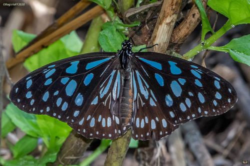 Blue Monarch