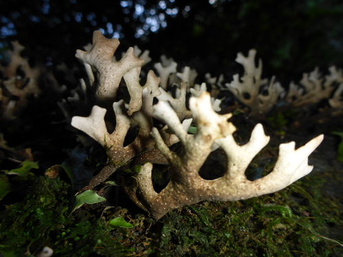 Sticta canariensis