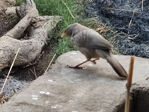 Jungle Babbler