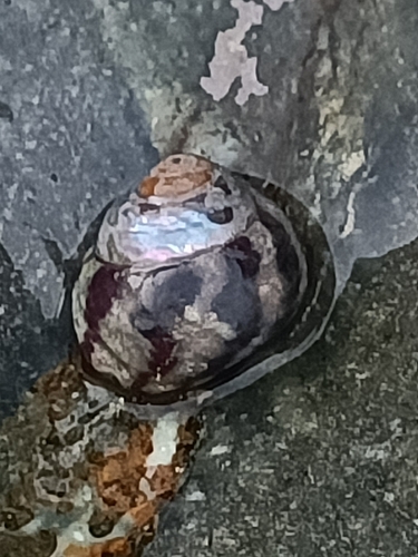 Steromphala umbilicalis
