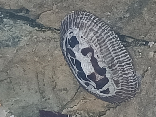 Siphonaria pectinata