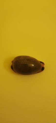 Luria lurida