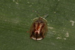 Image of Aspidimorpha severini