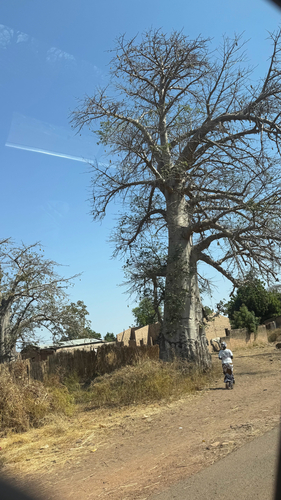 African baobab