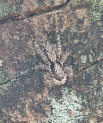 Gray Wall Jumping Spider