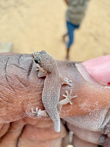 Pointed Thick-toed Gecko