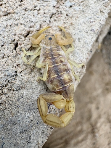 Orange Lesser-Thicktail Scorpion