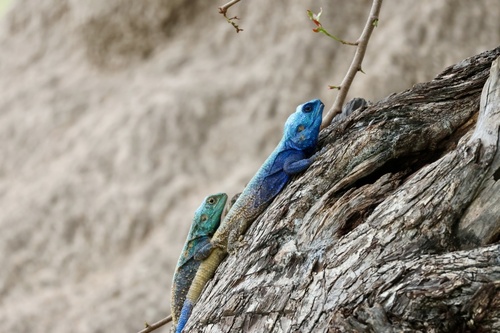 Kunene Ridgeback Agama