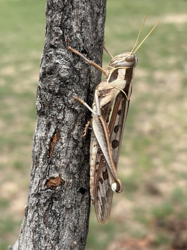 Brown‐spotted Locust