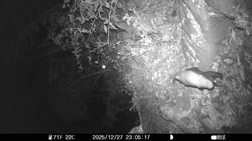 Zorrillo de espalda blanca norteño observed by horebtrujillo