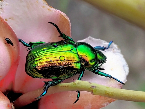 標本 Brazil Pelidnota cyanitarsis 20mm medium.jpg