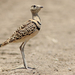 Kalahari Double-banded Courser - Photo (c) David Beadle, all rights reserved, uploaded by David Beadle