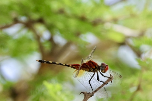 Barbet Percher