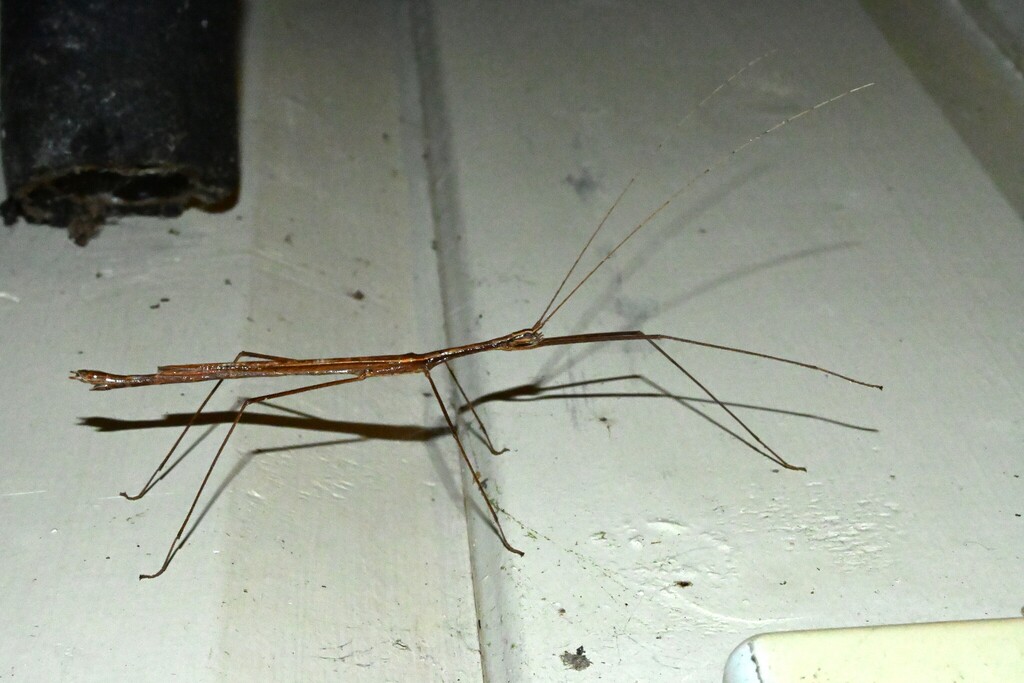 Cyclone Larry Stick Insect from Danbulla QLD 4872, Australia on ...