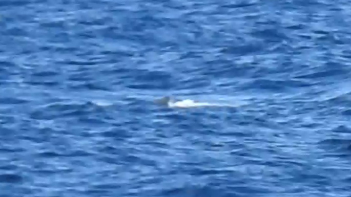Humpback Whale