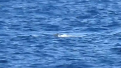 Humpback Whale