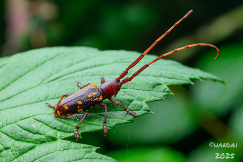 Agniomorpha ochraceomaculata