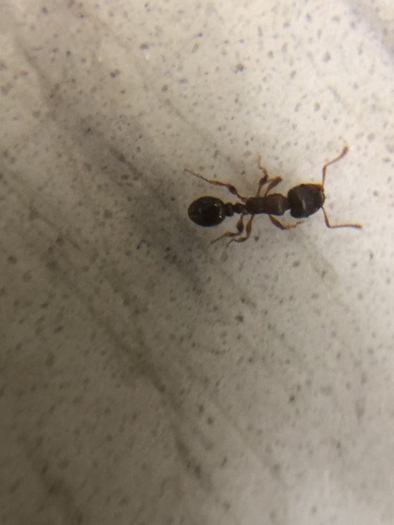 Immigrant Pavement Ant from Randall's Island Park, New York, NY, US on ...