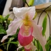 Phragmipedium × sedenii - Photo (c) Ludovic Mayer, all rights reserved, uploaded by Ludovic Mayer