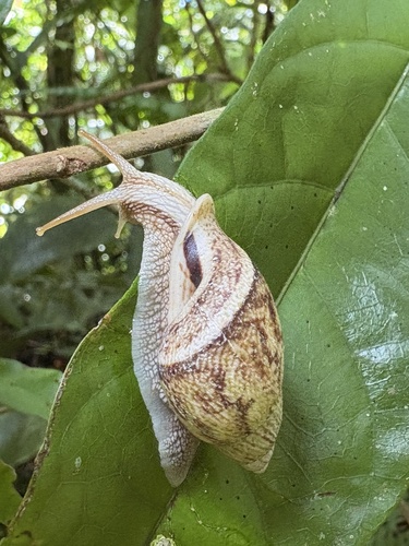 Cochlorina aurisleporis