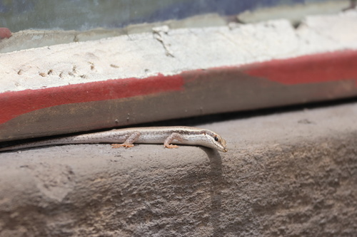 Kalahari Tree Skink