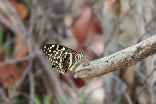 Citrus Swallowtail