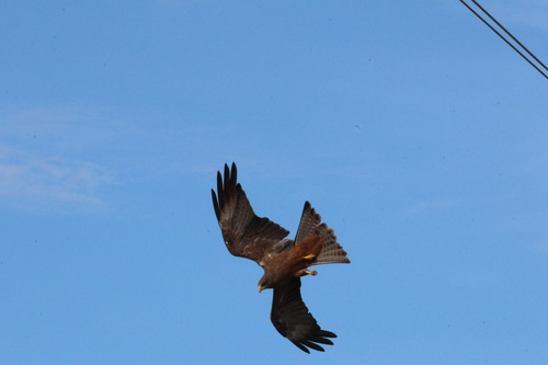 Yellow-billed Kite