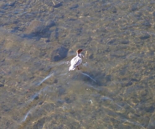 Common Merganser