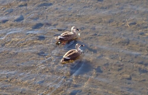 Eastern Spot-billed Duck