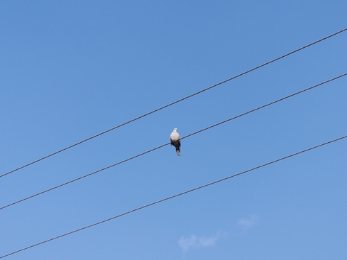 Eurasian Collared-Dove