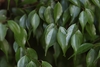 Lindera aggregata - Photo (c) ihenglan, all rights reserved, uploaded by ihenglan
