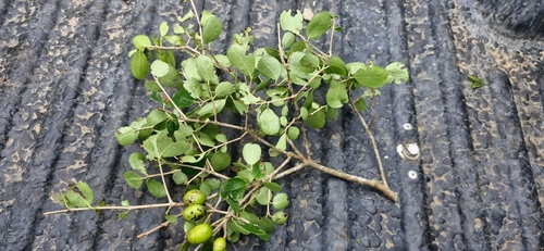 Small-Leaved Saffronwood