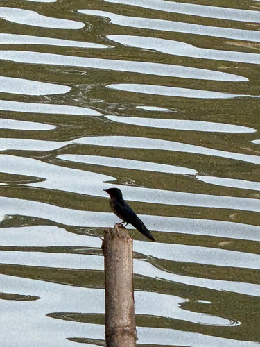 Pacific swallow (Southeast Asian)