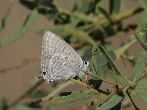 Waterhouse's Hairstreak
