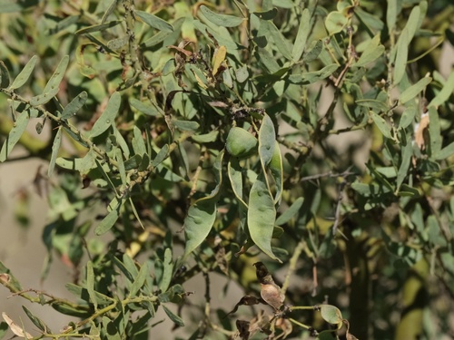 Gundabluie