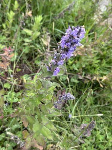 African Blue Catmint