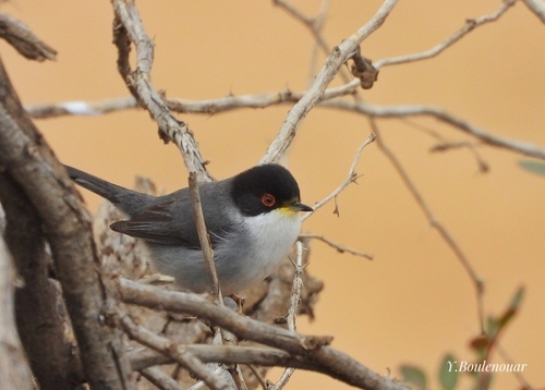 Sardinian Warbler