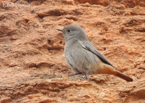 Black Redstart