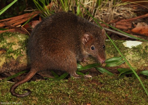 Mainland Dusky Antechinus (Antechinus mimetes) — Least Concern Mammalia