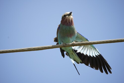 Lilac-throated Roller