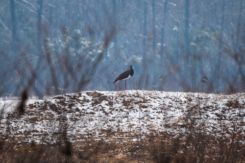 Black Stork