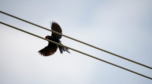 Red-cowled Widowbird