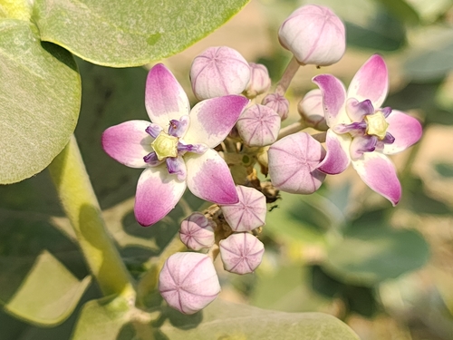 giant milkweed