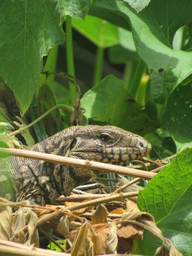 Argentine Black-and-white Tegu