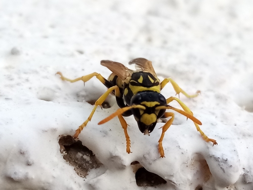 European Paper Wasp