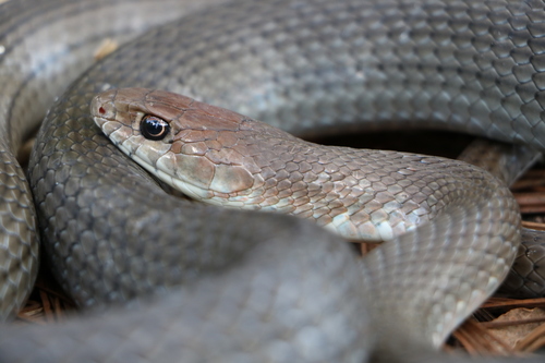 Neotropical Whip Snake
