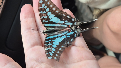 Large Striped Swordtail