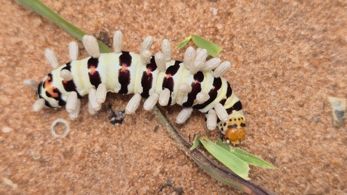 Pale Cherry Spot
